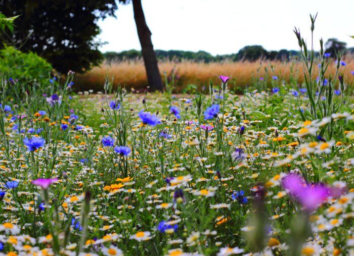 <strong>Green Funerals: 6 Eco-Friendly Options For Your Remains</strong>