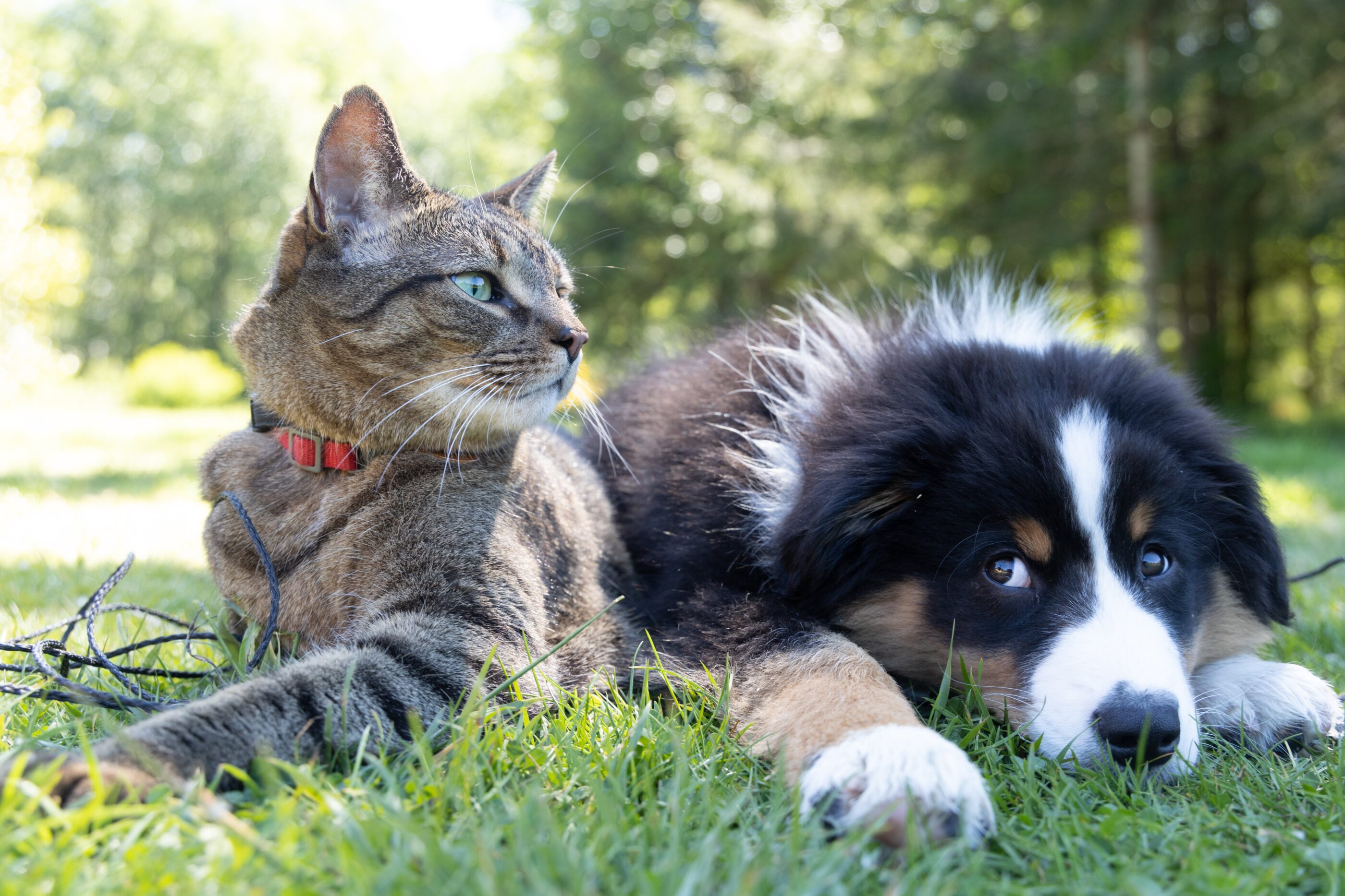 Leaving Your Pet in Your Will Won’t Protect Them – Do This Instead