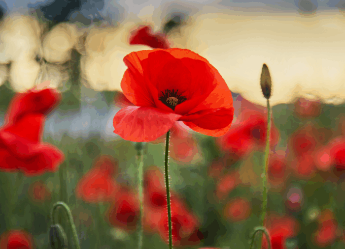 Beyond Remembrance: How Memorial Day Can Inspire Leaving Your Own Legacy